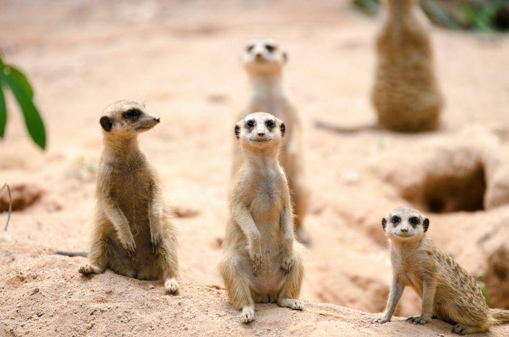 ilustrasi meerkat (unsplash.com/Lingchor)