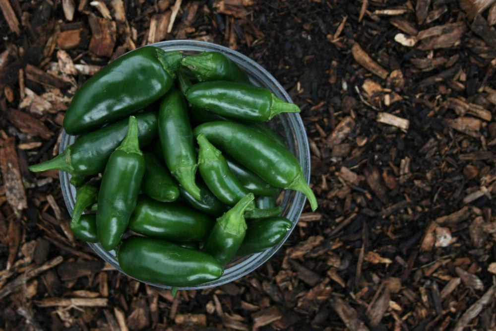 5 Tips Memilih Cabai Jalapeno, Pecinta Pedas Harus Tahu!
