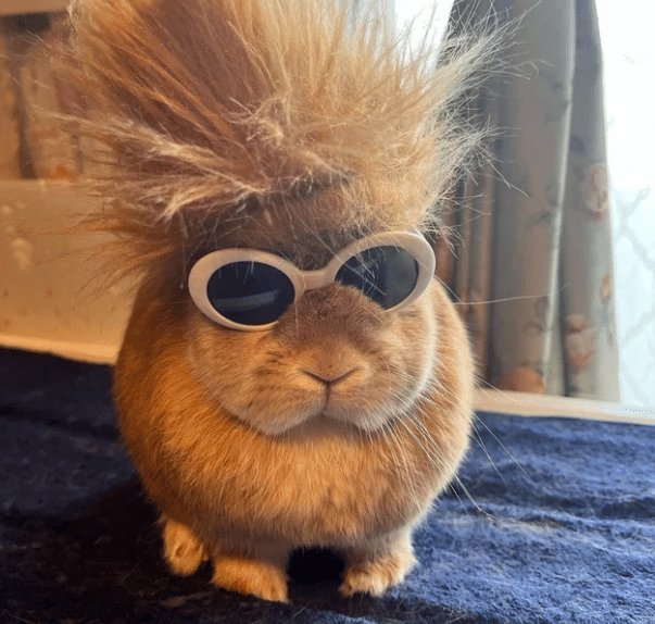 potret kelinci pakai kostum (reddit.com/LazersRaccoon)