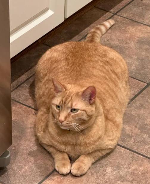 potret kucing oren perlu diet (reddit.com/cobb1987)