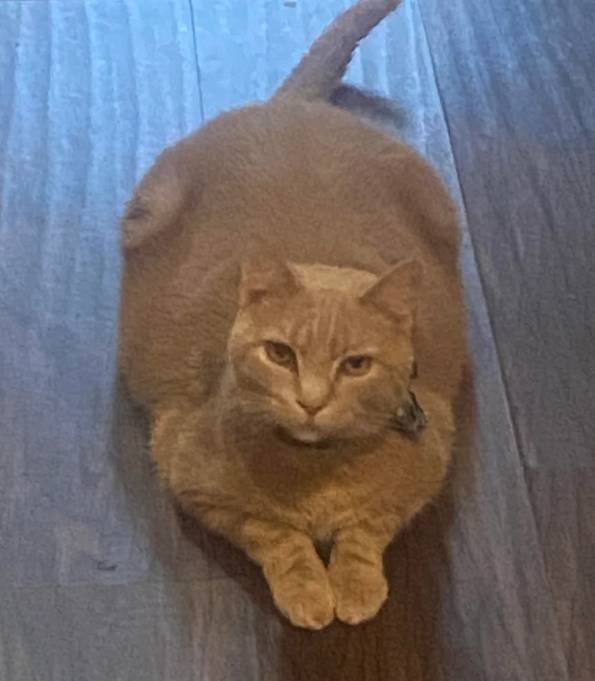 potret kucing oren perlu diet (reddit.com/hey_kittygirl_)