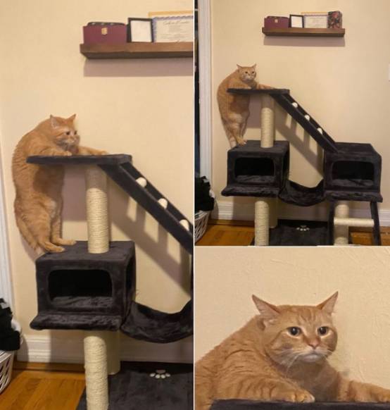 potret kucing oren perlu diet (instagram.com/disturbingzone)