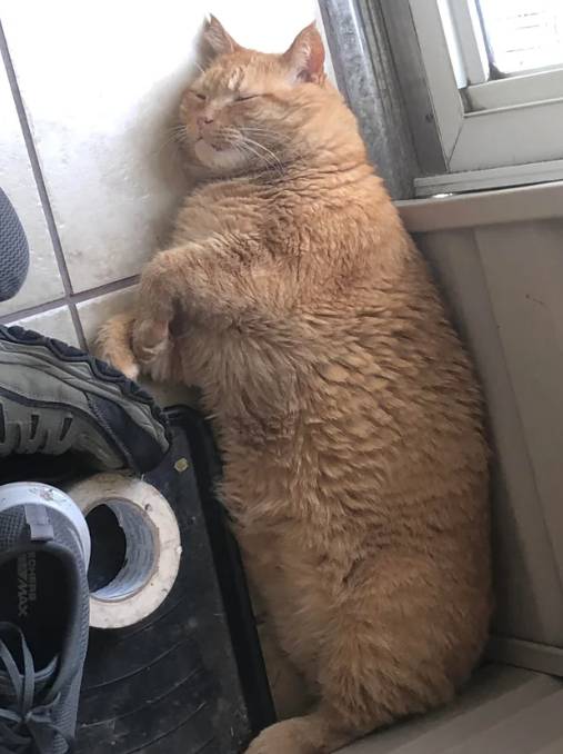 potret kucing oren perlu diet (reddit.com/Plays4Days360)