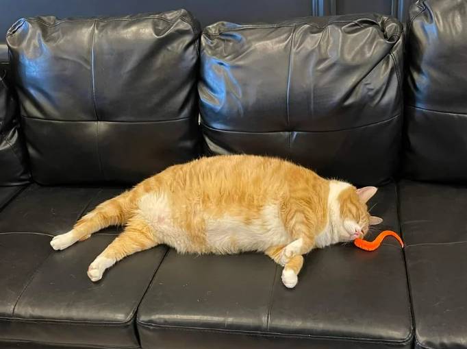 potret kucing oren perlu diet (reddit.com/beothees)
