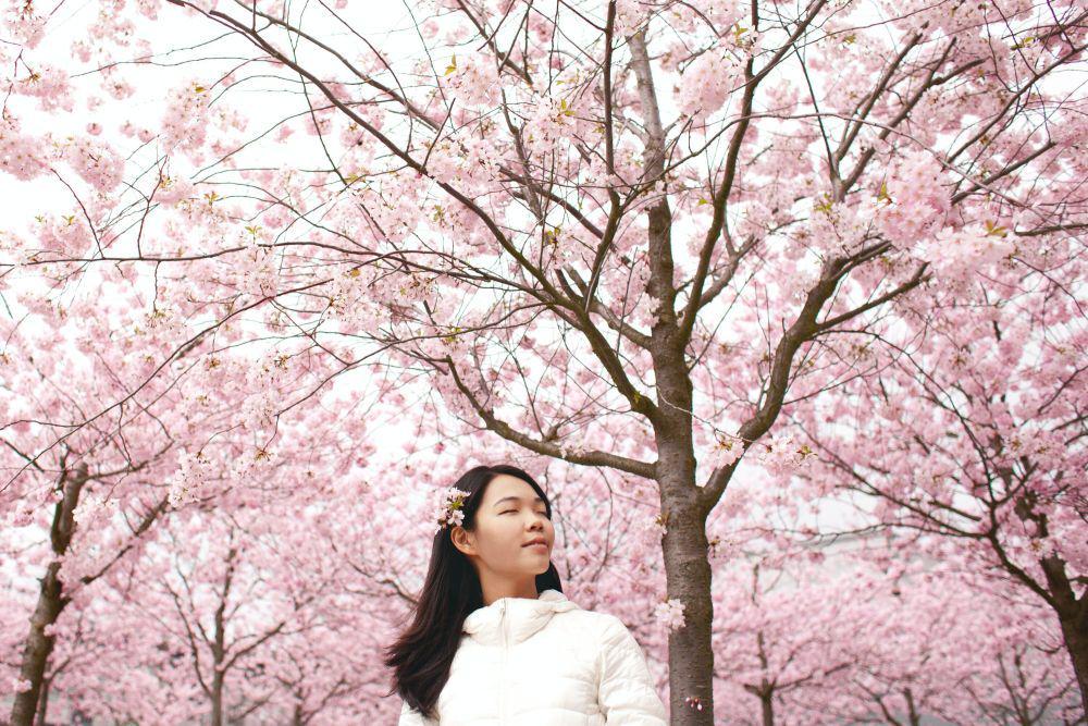 Bunga Sakura di Jepang Diperkirakan Mekar Lebih Awal pada Tahun 2025