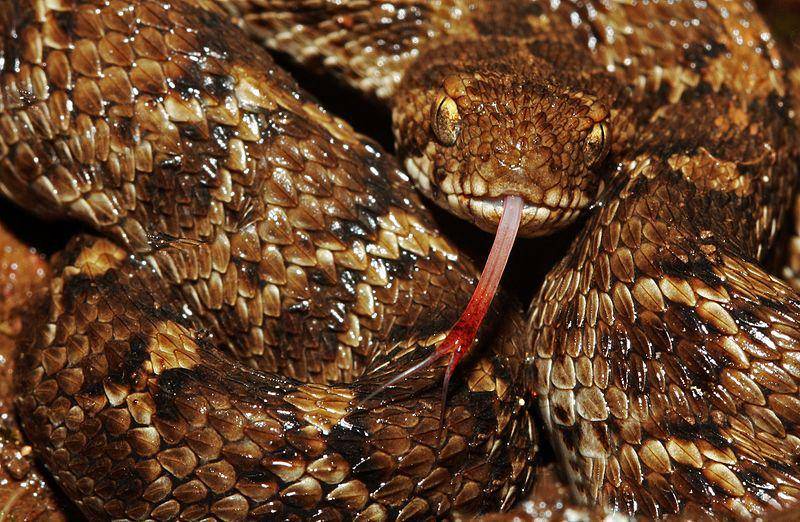 Viper sisik gergaji dikenal sebagai ular berbisa agresif dan bisa melancarkan serangan supercepat. (commons.wikimedia.org/Tanmay Haldar)