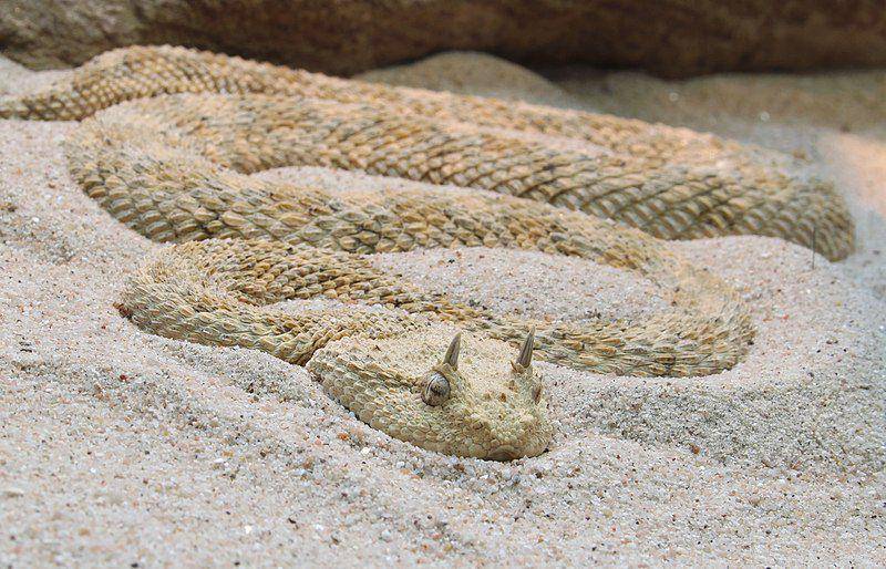 Viper bertanduk sahara dapat dengan sempurna berbaur dengan pasir gurun sehingga sulit untuk dideteksi. (commons.wikimedia.org/Holger Krisp)