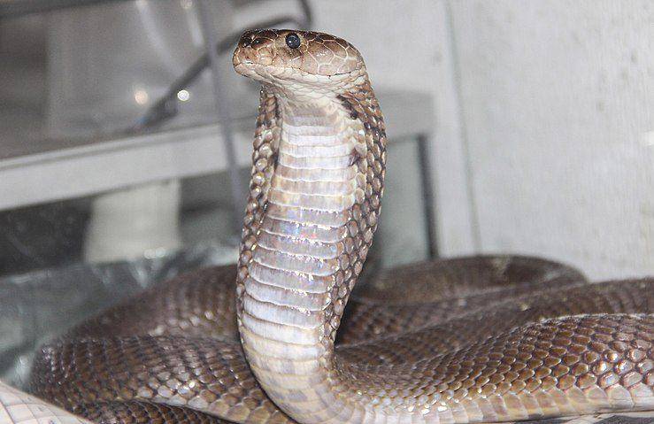 spesimen nubian spitting cobra yang diteliti oleh sejumlah ilmuwan (commons.wikimedia.org/Лика Иванова (Lika Ivanova))