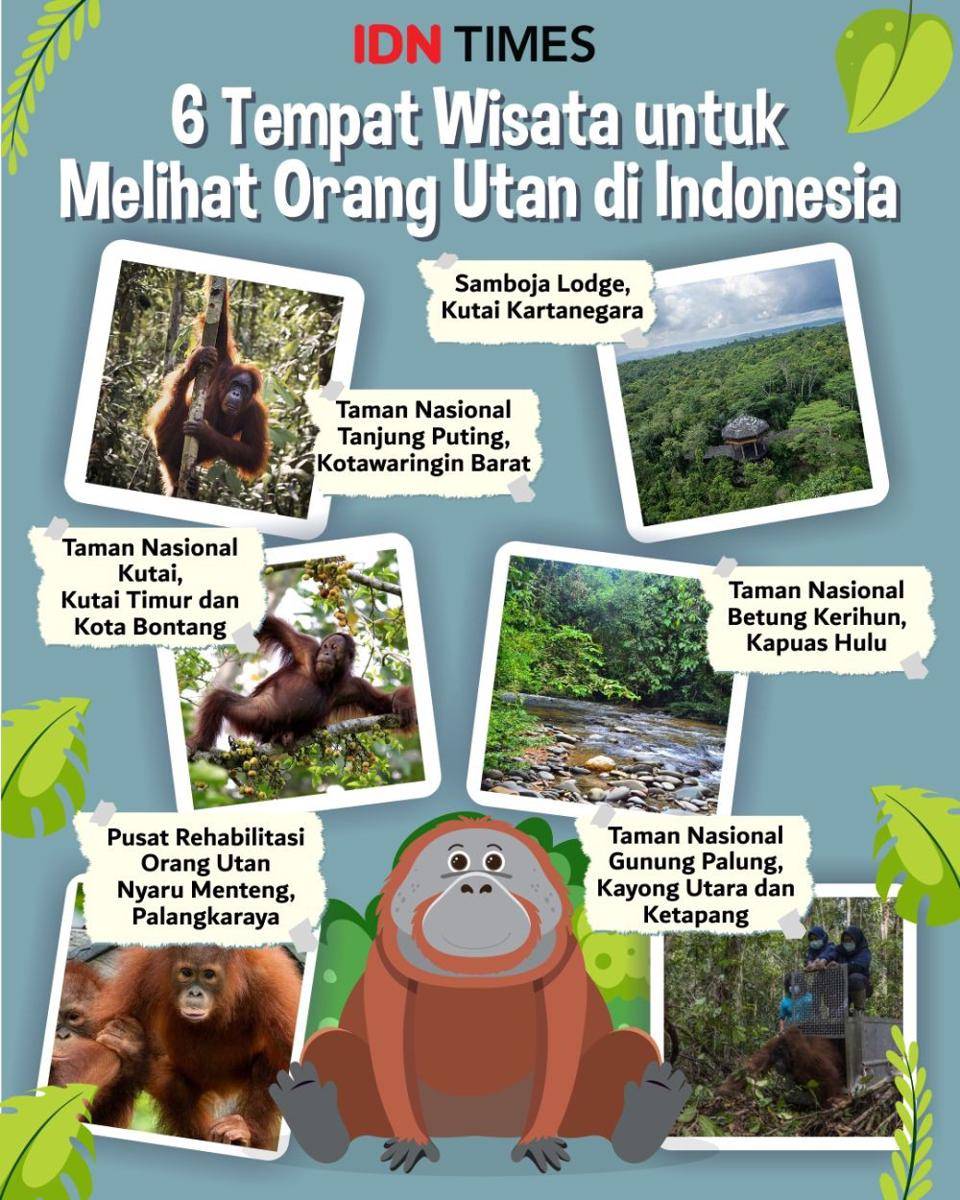 Infografis wisata melihat orang utan (IDN Times/Sukma Mardya Shakti)
