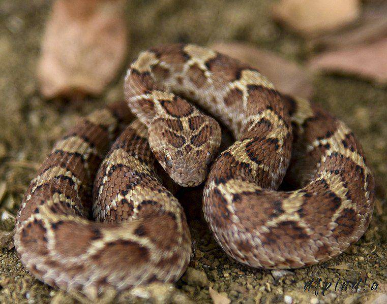 potret viper sisik gergaji yang terkenal agresif (commons.wikimedia.org/Dfpindia)