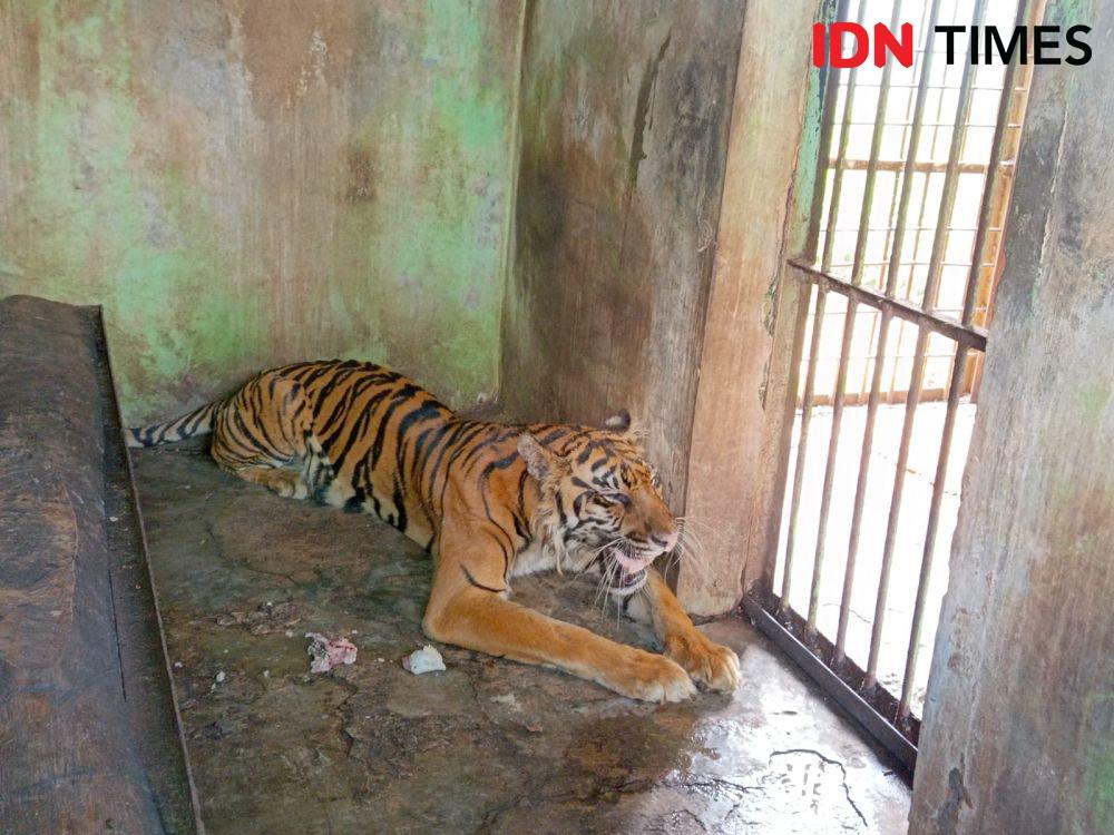 Harimau Medan Zoo Mati Lagi, Wali Kota Bobby: Masa Gak Boleh Mati?