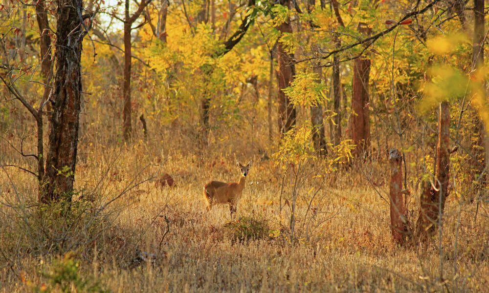 Chousingha (commons.m.wikimedia.org/Arindam Aditya)