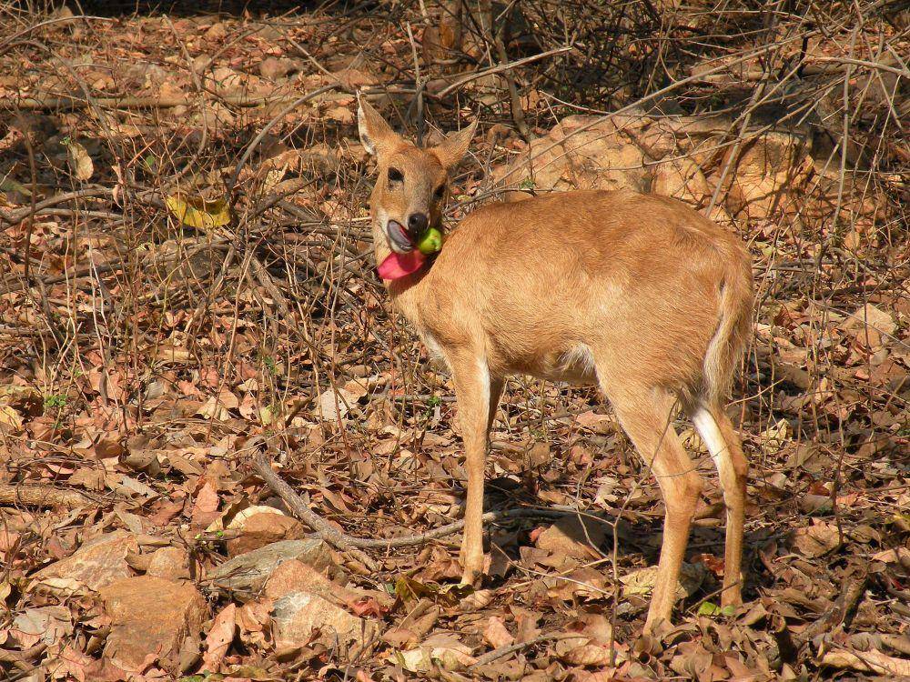 Chousingha (commons.m.wikimedia.org/A. J. T. Johnsingh, WWF-India and NCF)