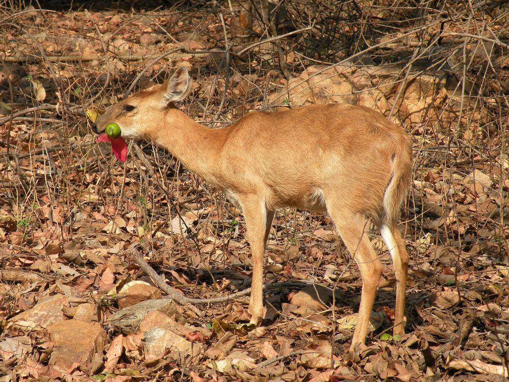 Chousingha (commons.m.wikimedia.org/A.J.T. Johnsingh, WWF-India and NCF)