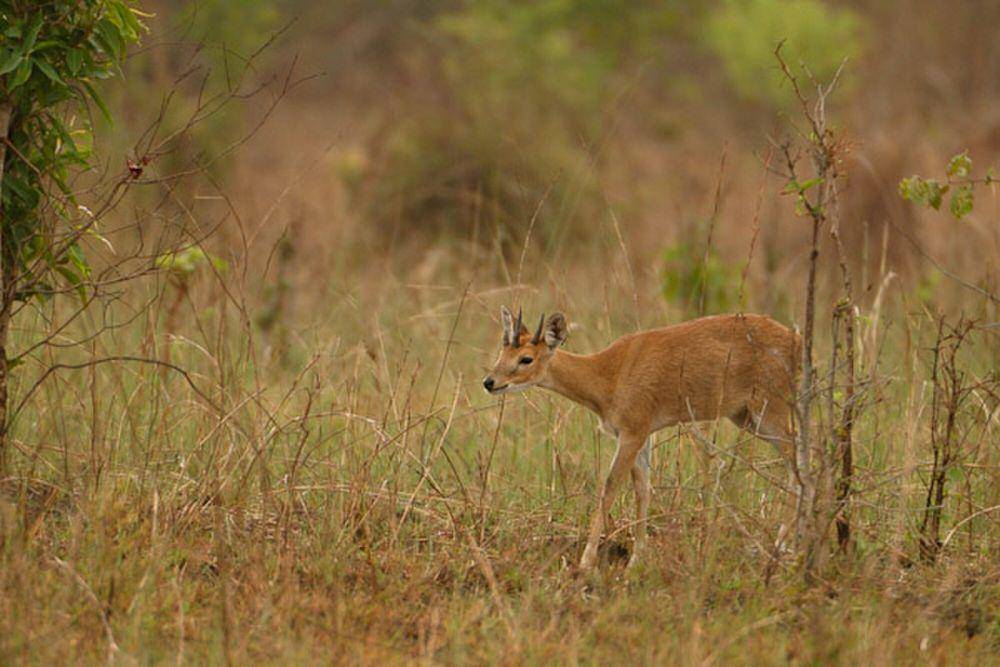 Chousingha (commons.m.wikimedia.org/Kalyan Varma)