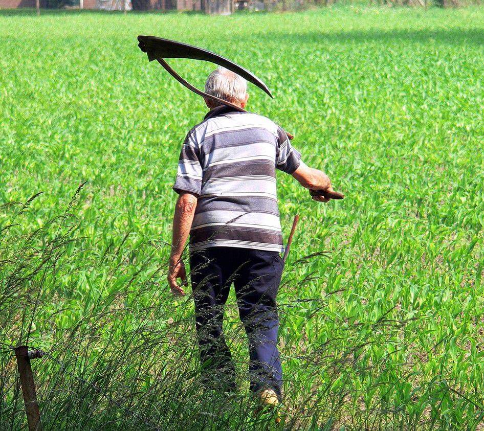 Ilustrasi menyabit rumput. (Pixabay.com/Berin8)