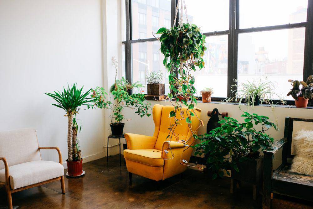 inspirasi penataan tanaman hias di dalam rumah (unsplash.com/Croissant)