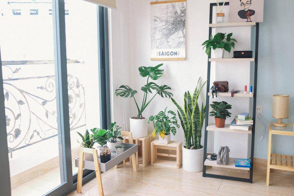 inspirasi penataan tanaman hias di dalam rumah (unsplash.com/Huy Phan)