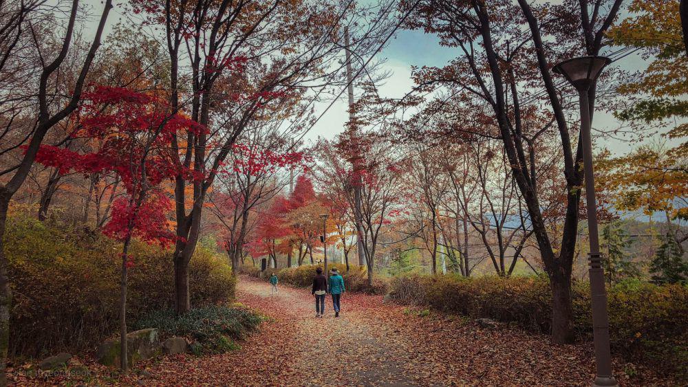 ilustrasi musim gugur di Korea Selatan (unsplash.com/Morvanic Lee)