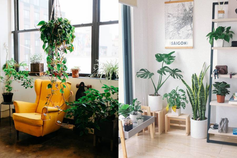 inspirasi penataan tanaman hias di dalam rumah (unsplash.com/Croissant | Huy Phan)