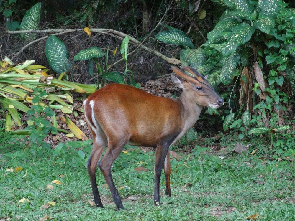 Muntjac (commons.m.wikimedia.org/Mark Bolnik)
