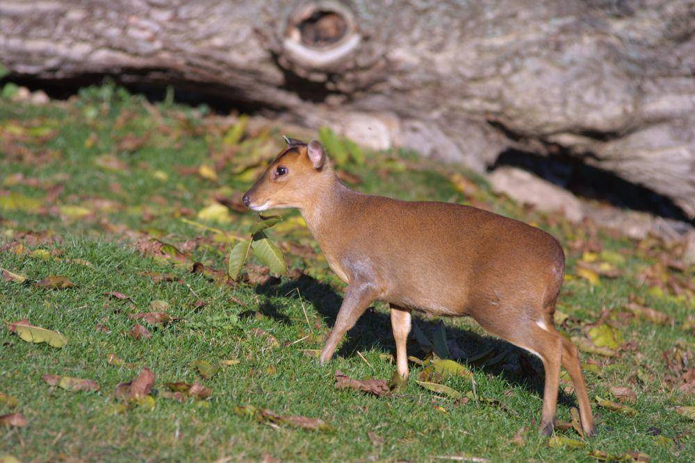 Muntjac (commons.m.wikimedia.org/Adam Hauner)