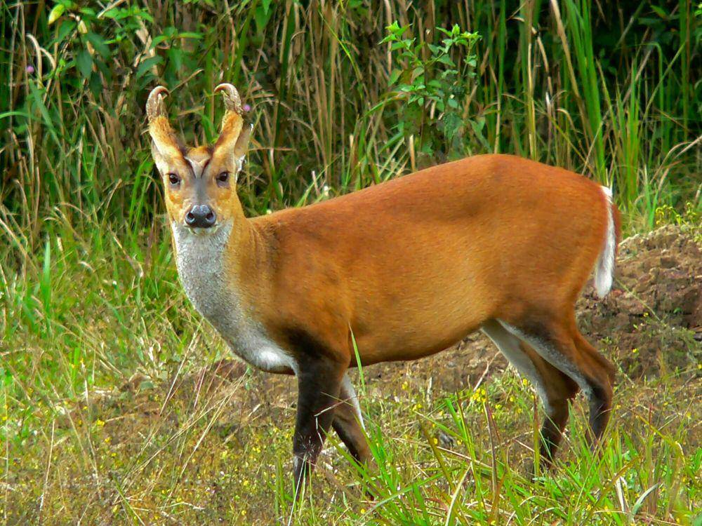 Muntjac (commons.m.wikimedia.org/Bernard Dupont)