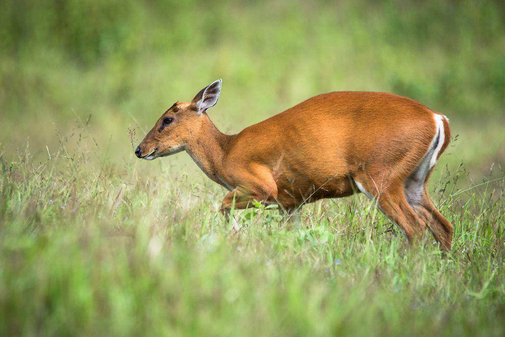 Muntjac (commons.m.wikimedia.org/Rushenb)