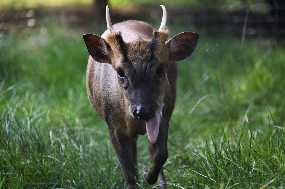 Muntjac (pixabay.com/Kaomani-Tapir)