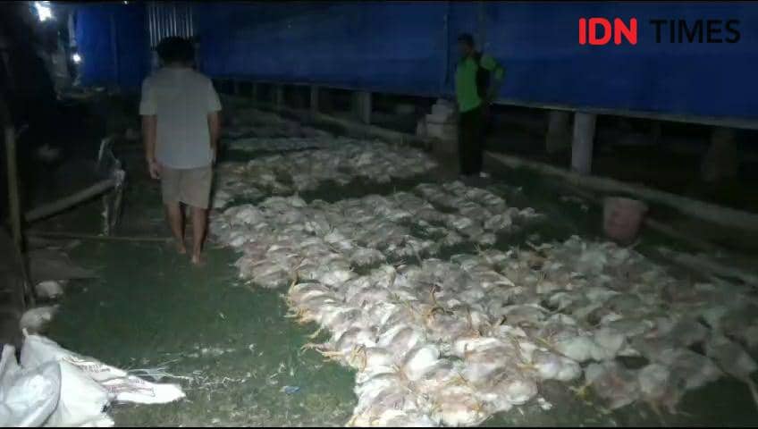 12 ribu ayam siap panen milik Khafid (42) warga Desa Sidorejo Kecamatan Kendal Kabupaten Ngawi Jawa Timur mati pada Selasa malam (07/11/2023)/ IDN Times/ Riyanto