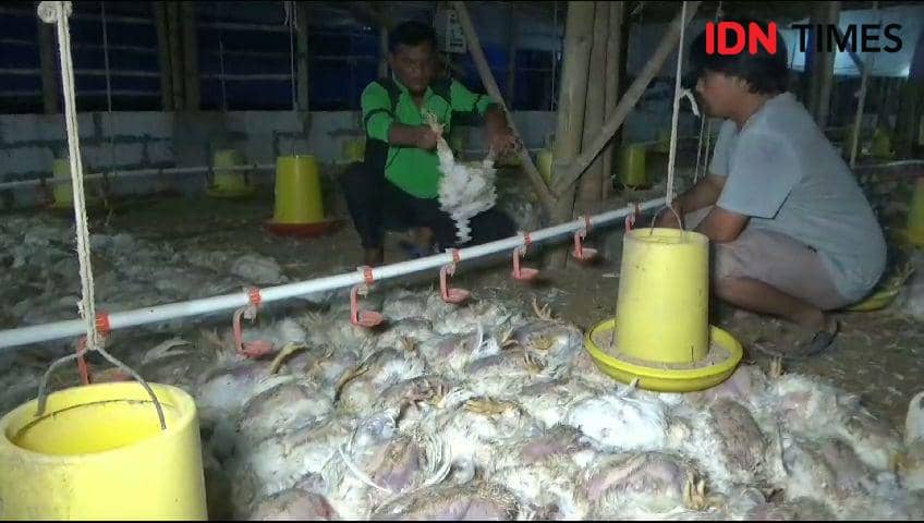 12 ribu ayam siap panen milik Khafid (42) warga Desa Sidorejo Kecamatan Kendal Kabupaten Ngawi Jawa Timur mati pada Selasa malam (07/11/2023)/ IDN Times/ Riyanto