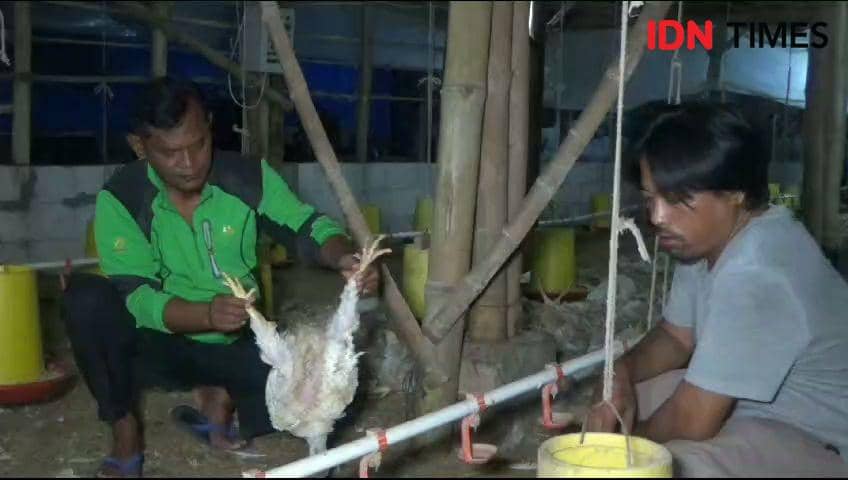 12 ribu ayam siap panen milik Khafid (42) warga Desa Sidorejo Kecamatan Kendal Kabupaten Ngawi Jawa Timur mati pada Selasa malam (07/11/2023)/ IDN Times/ Riyanto