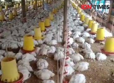 Listrik Padam 5 Jam di Ngawi, 12 Ribu Ayam Milik Peternak Mati