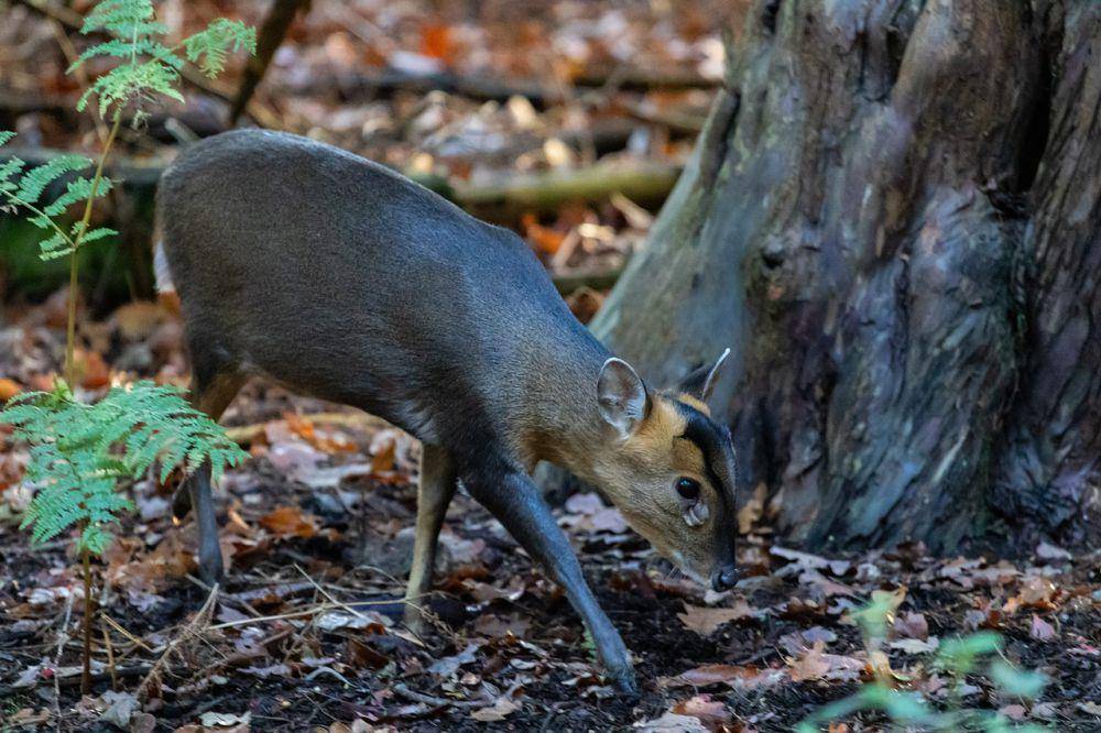 Muntjac (pixabay.com/Kev)