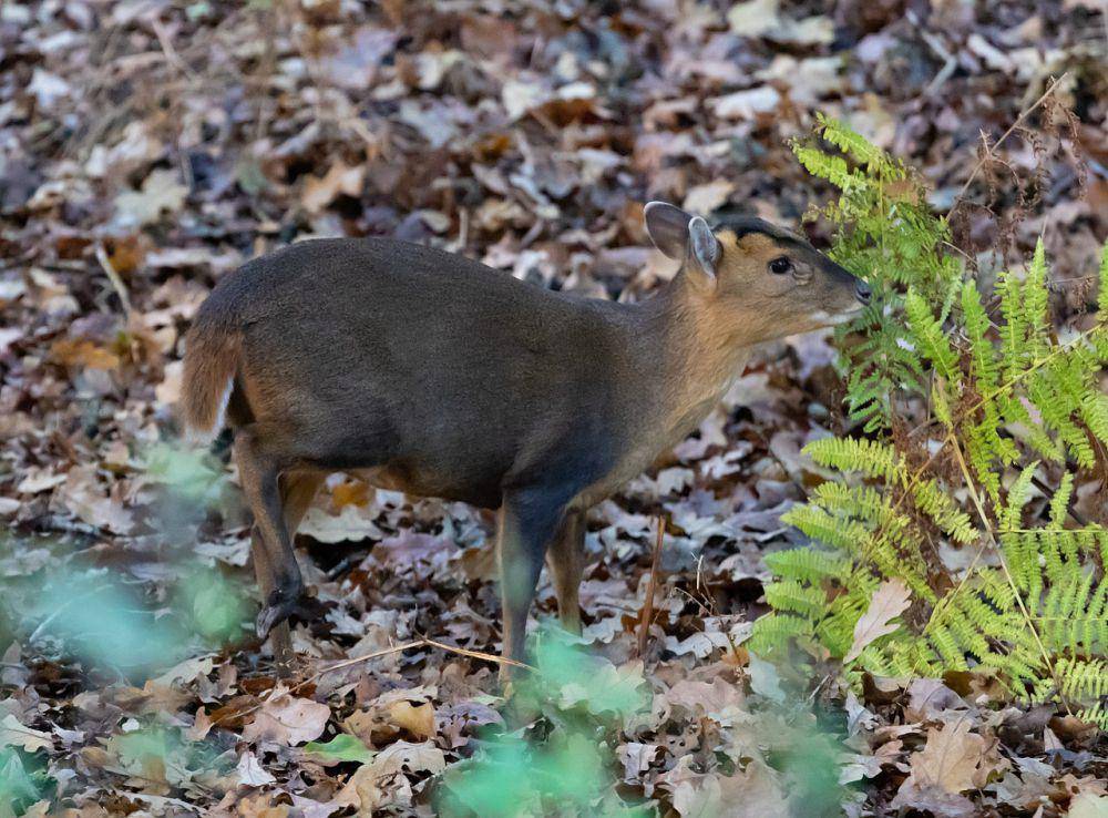 Muntjac (pixabay.com/Kev)