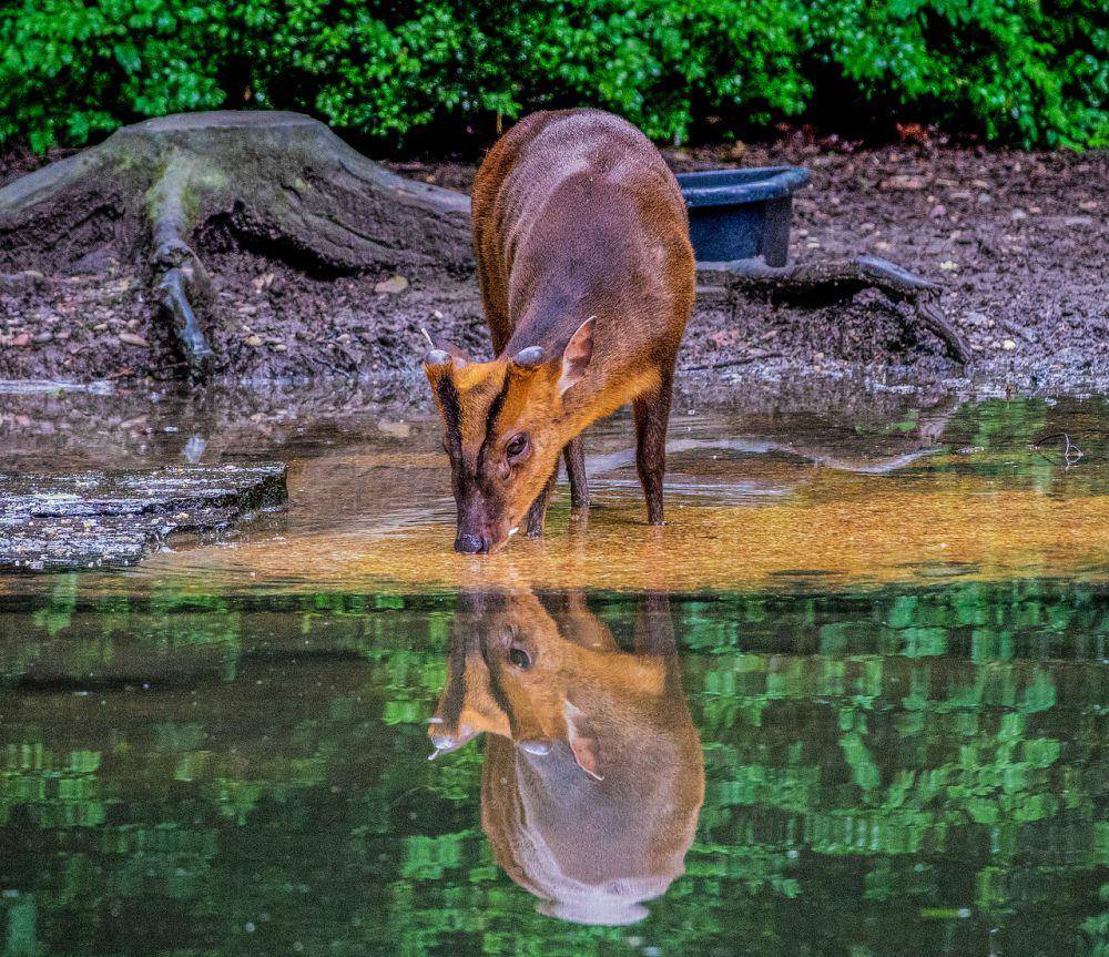 Muntjac (pixabay.com/Wagner Anne)