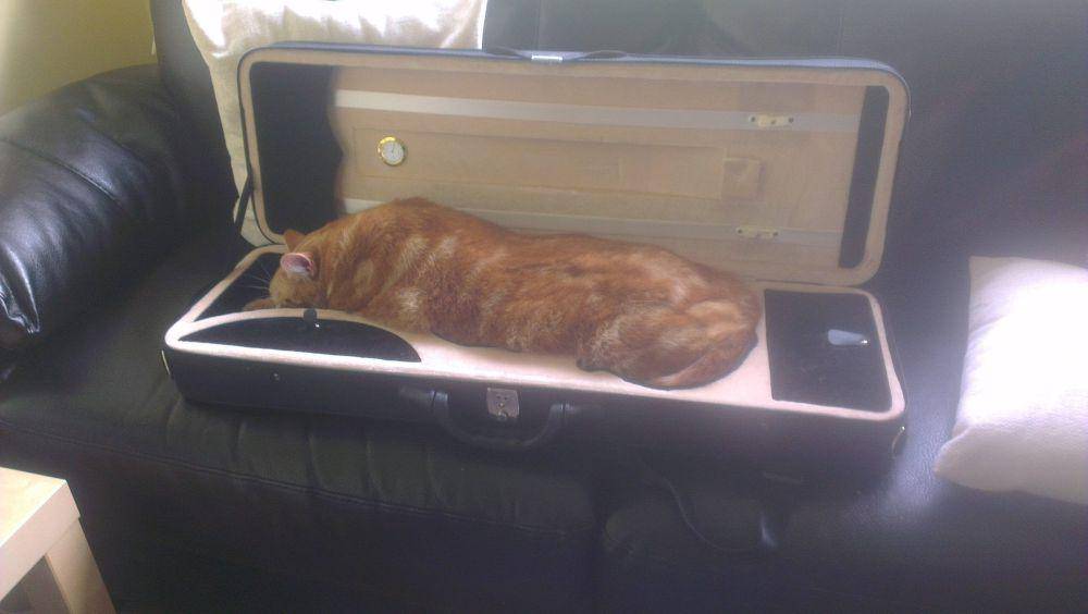 potret kucing bersantai di tas biola (reddit.com/user/vln)