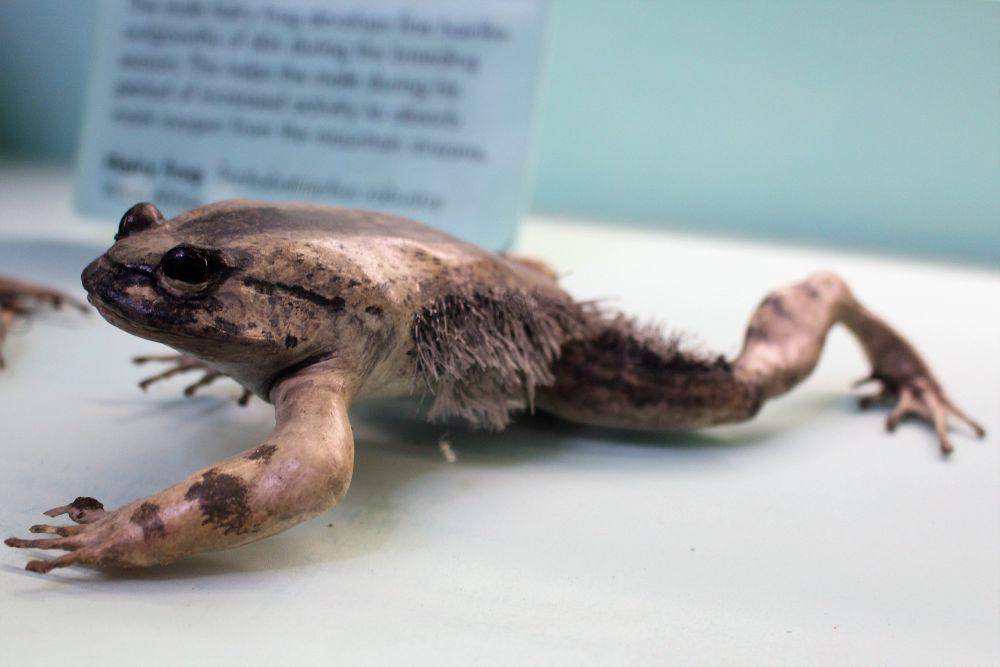 Katak berbulu (commons.wikimedia.org/Emőke Dénes)