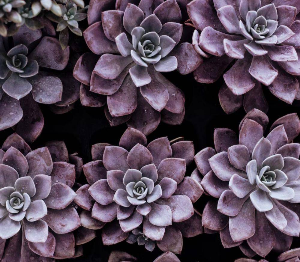 ilustrasi purple succulents (unsplash.com/Annie Spratt)