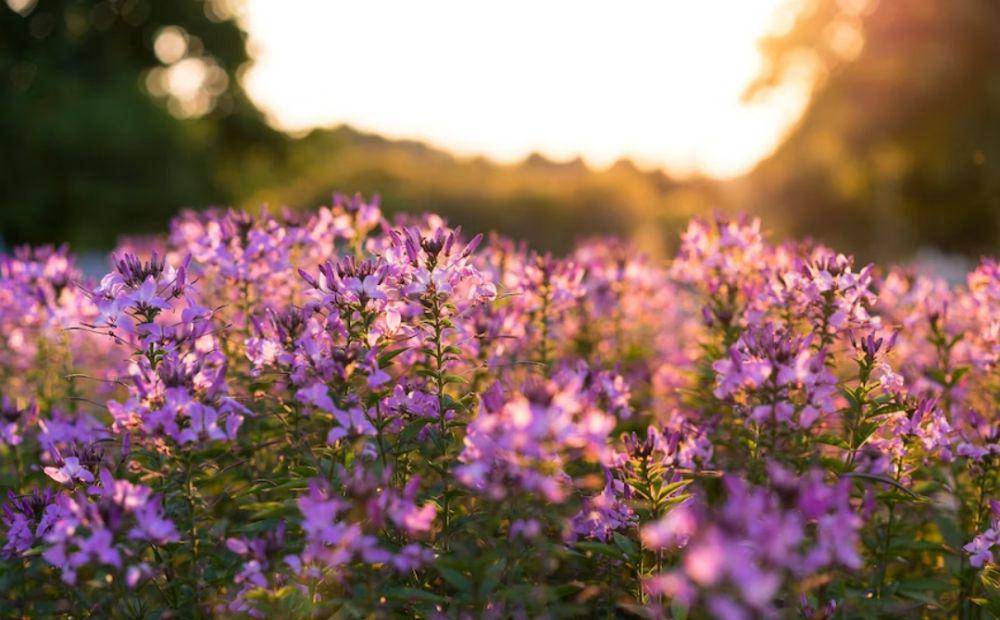 bellflower (unsplash.com/Chris Abney)