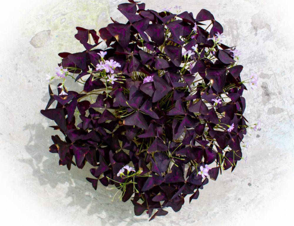 purple shamrock (unsplash.com/Supratik Deshmukh)