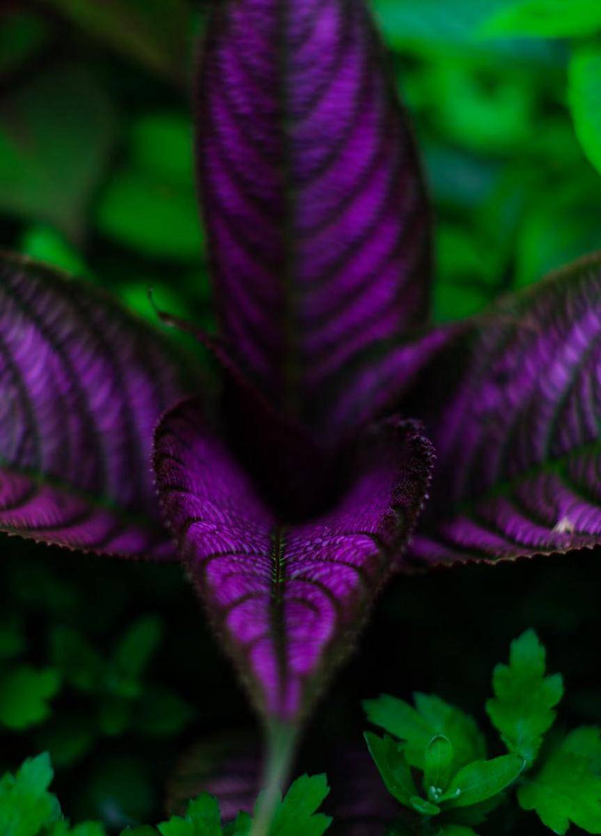 persian shield (unsplash.com/Dorrell Tibbs)