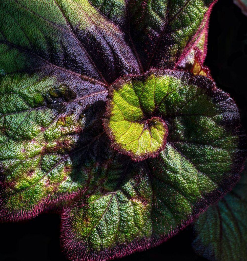 Rex begonia (unsplash.com/David Clode)