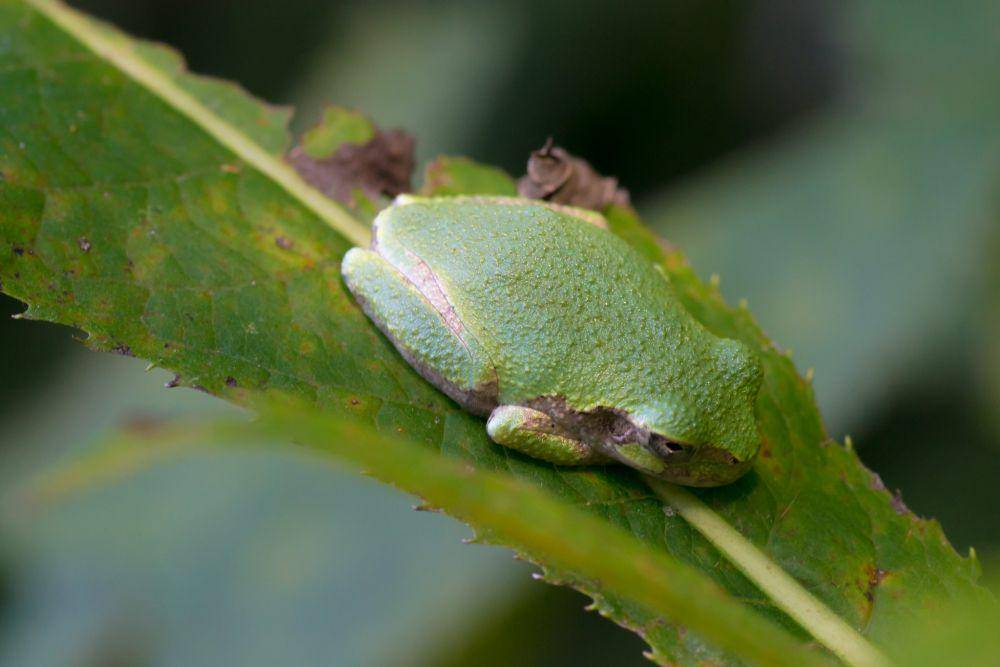 Katak pohon (flickr.com/Andrew Cannizzaro)