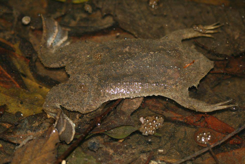 Katak surinam (flickr.com/Arthur Chapman)