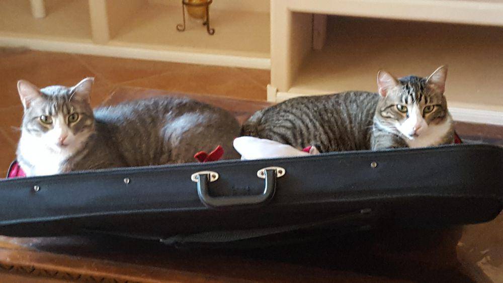 potret kucing bersantai di tas biola (reddit.com/user/Jslewalite)