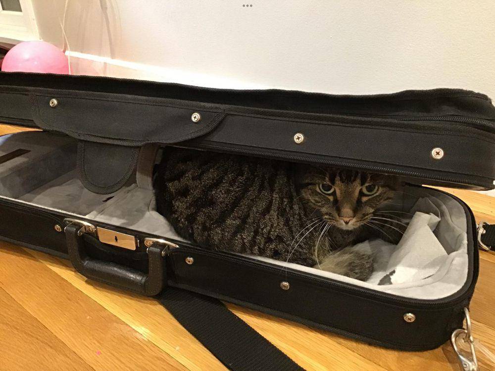potret kucing bersantai di tas biola (reddit.com/user/Yourtrashberry)