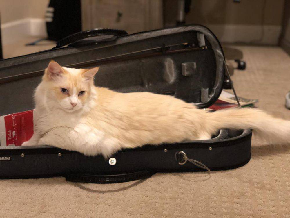 potret kucing bersantai di tas biola (reddit.com/user/bruh_moment_-__-)