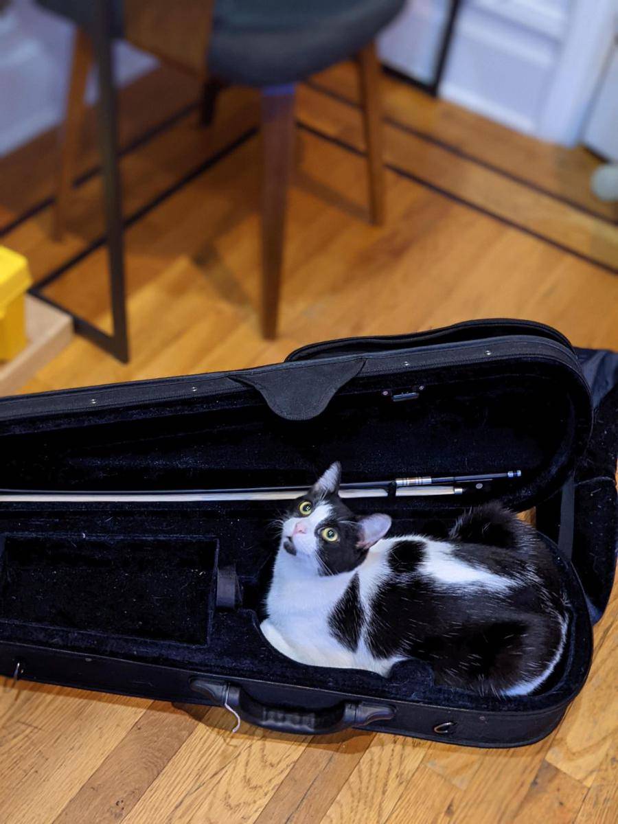 potret kucing bersantai di tas biola (reddit.com/user/Guywhois_agirl)