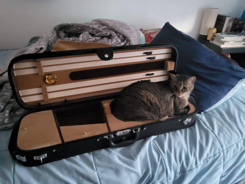potret kucing bersantai di tas biola (reddit.com/user/el_dulce_veneno21)